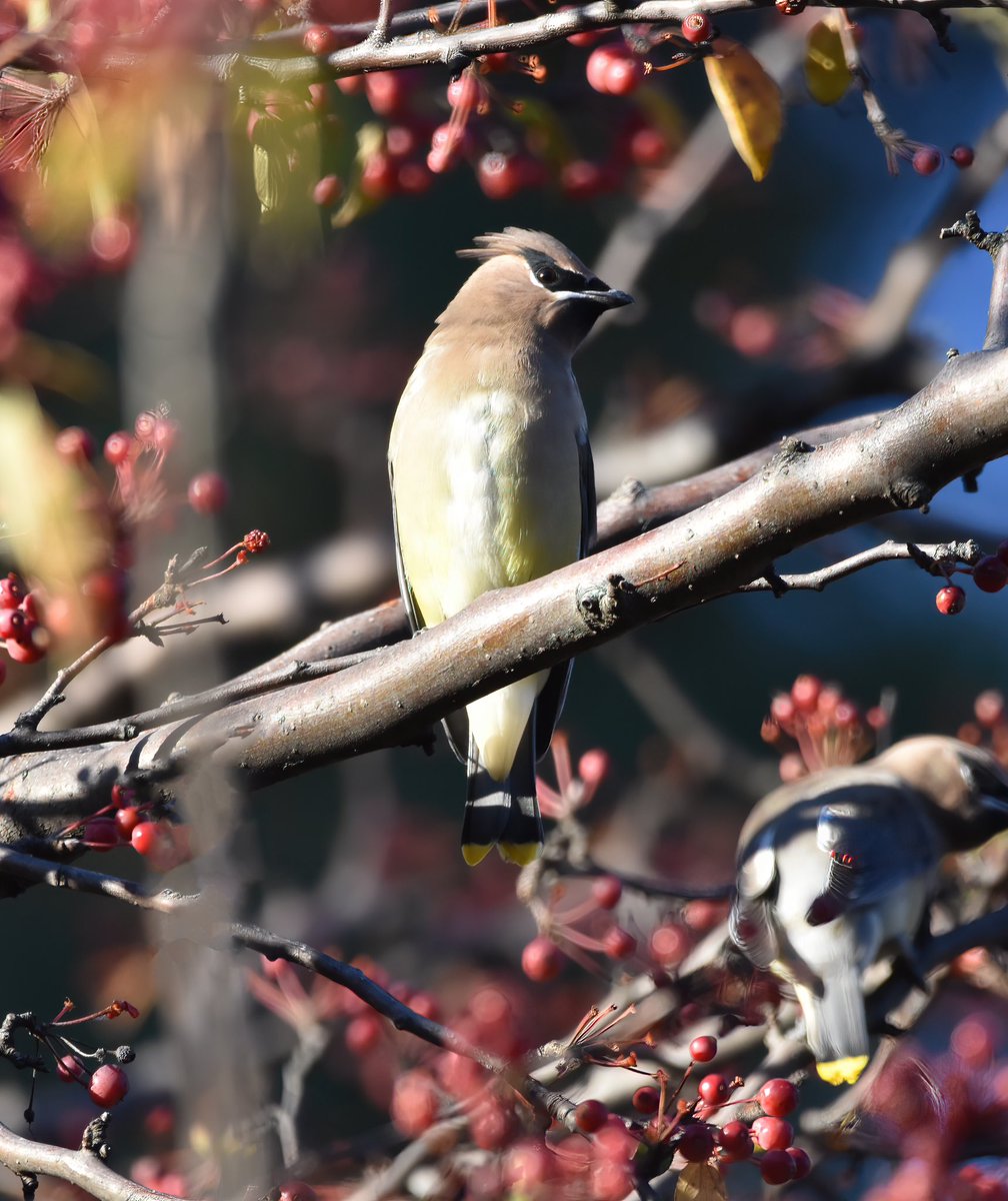 Siouxcq523's tweet photo. #fallmigration #birding #birdingcpp #centralpark #birdsofcentralpark #nycbirds https://t.co/WnUgDPOYzt