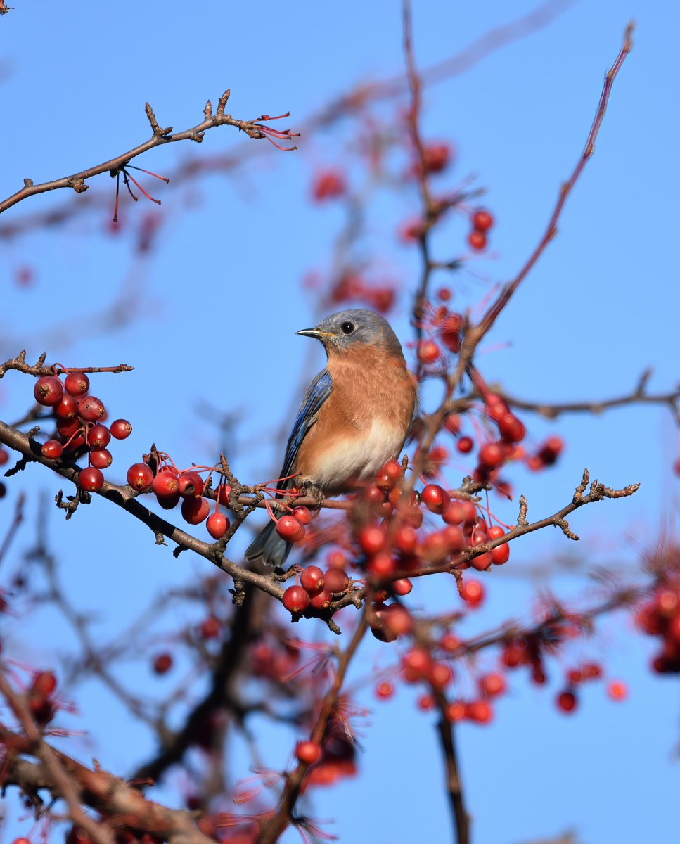 Siouxcq523's tweet photo. #fallmigration #birding #birdingcpp #centralpark #birdsofcentralpark #nycbirds https://t.co/WnUgDPOYzt
