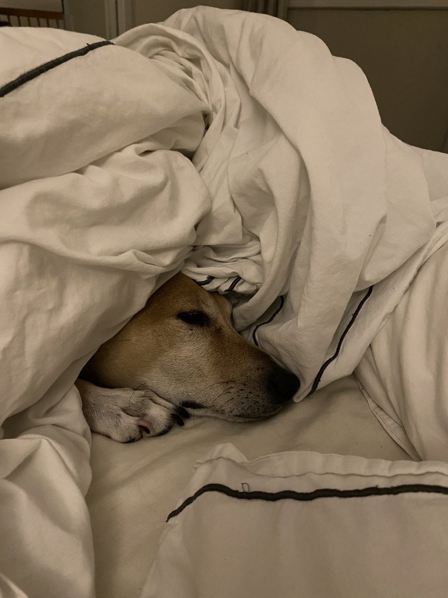 jghndrsn's tweet image. Chillier temperatures? 

Snugglier #potcake!