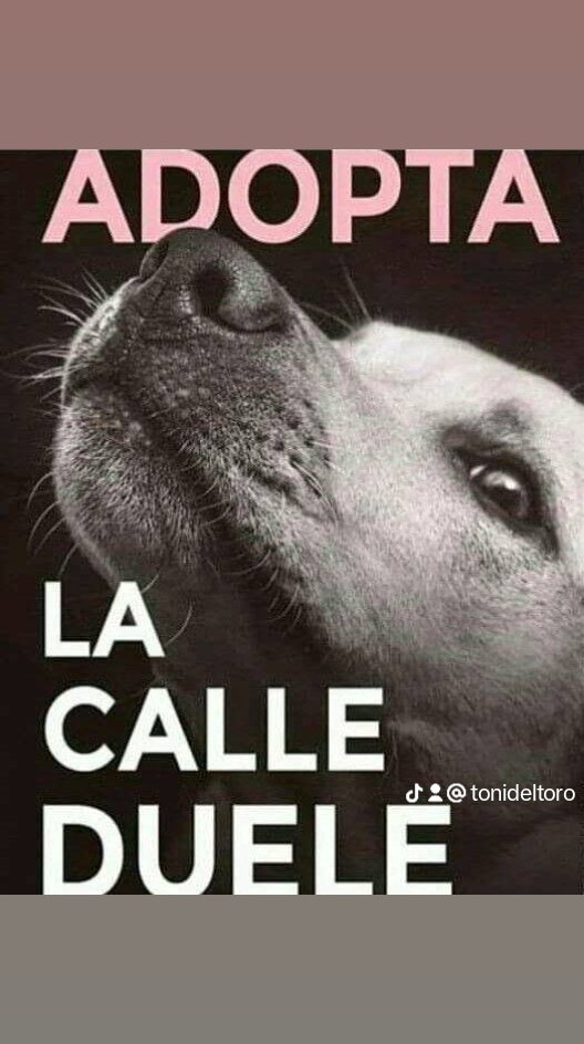 NO AL ABANDONO ANIMAL