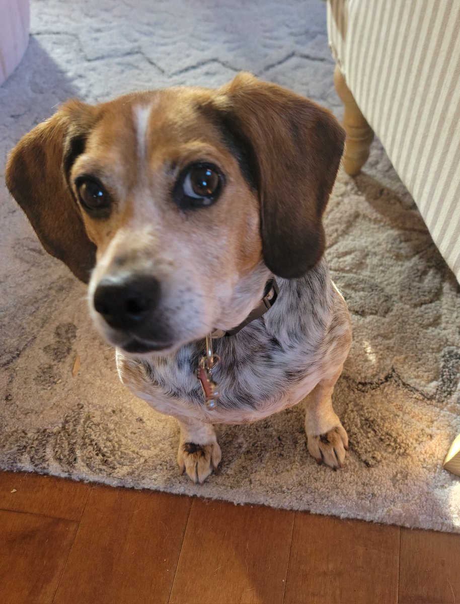 Snacks,  you say? ? ? <a href="/beaglefacts/">Beagle Facts</a> Ever curious  #dogsoftwitter #beagles 🥰🐾🍨