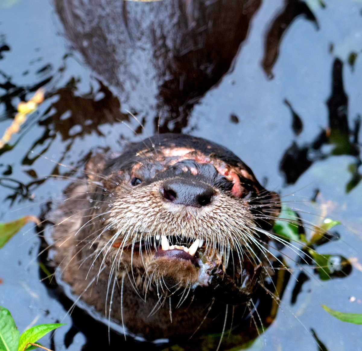 GooseGirl26's tweet photo. A North American river otter munching on crayfish! #Nature #AnimalWildlife #Outdoors #mammal #wildlife #otter #riverotter #virginiawildlife #wildlifephotography https://t.co/Vh8oLhPW0Y