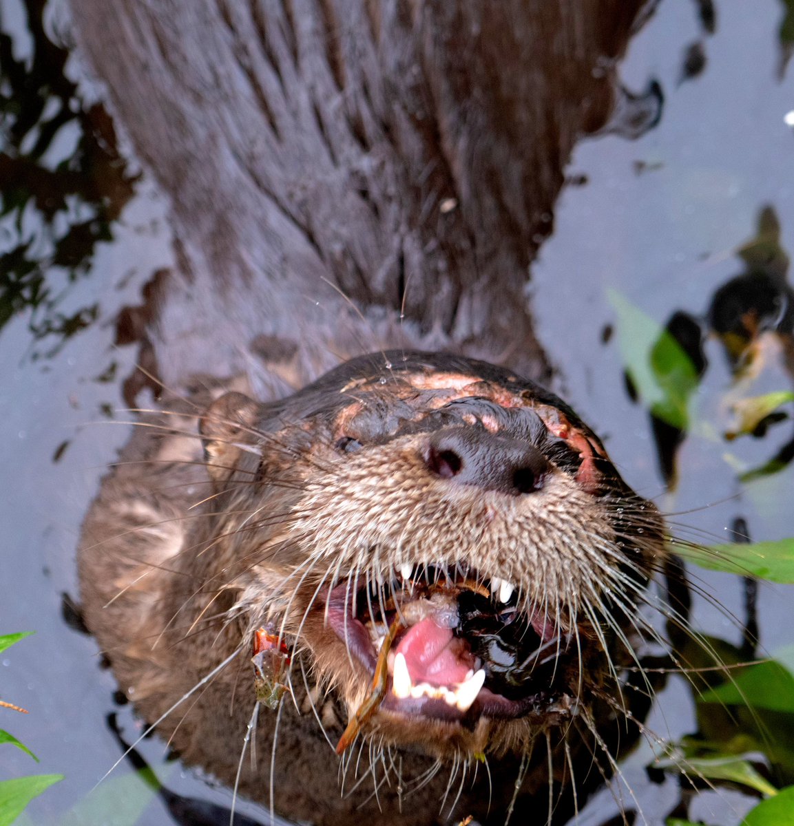 GooseGirl26's tweet photo. A North American river otter munching on crayfish! #Nature #AnimalWildlife #Outdoors #mammal #wildlife #otter #riverotter #virginiawildlife #wildlifephotography https://t.co/Vh8oLhPW0Y
