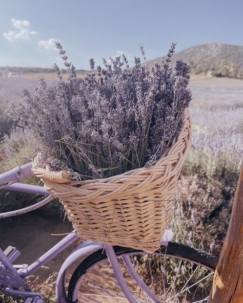 Maya Brenner tweet media