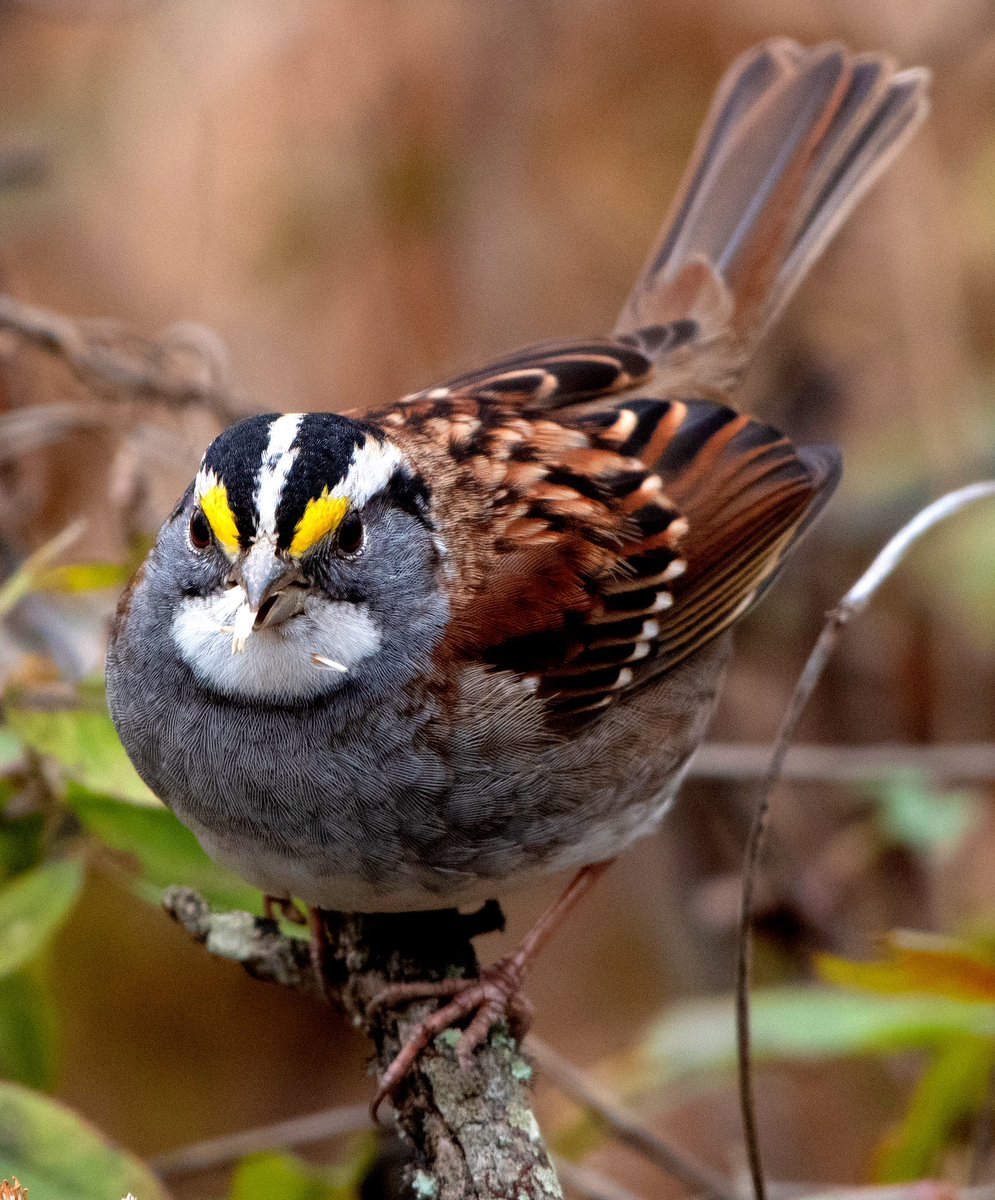 GooseGirl26's tweet photo. White-throated sparrow having a snack! #Bird #Nature #AnimalWildlife #Perching #Wildlife #sparrow #whitethroatedsparrow #wildlifephotography #virginiawildlife https://t.co/7ZL1eG2cf8