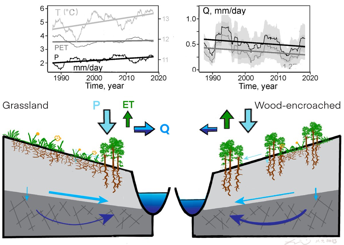 Congrats to @Kayalvizhi06 + team @KonzaLTER! Free access before 12/31/23: authors.elsevier.com/a/1i4Di52cubMMw We show: 1) drier streams even in a wetter climate 2) deepening flow path 3) woody-encroachment is more influential than climate change