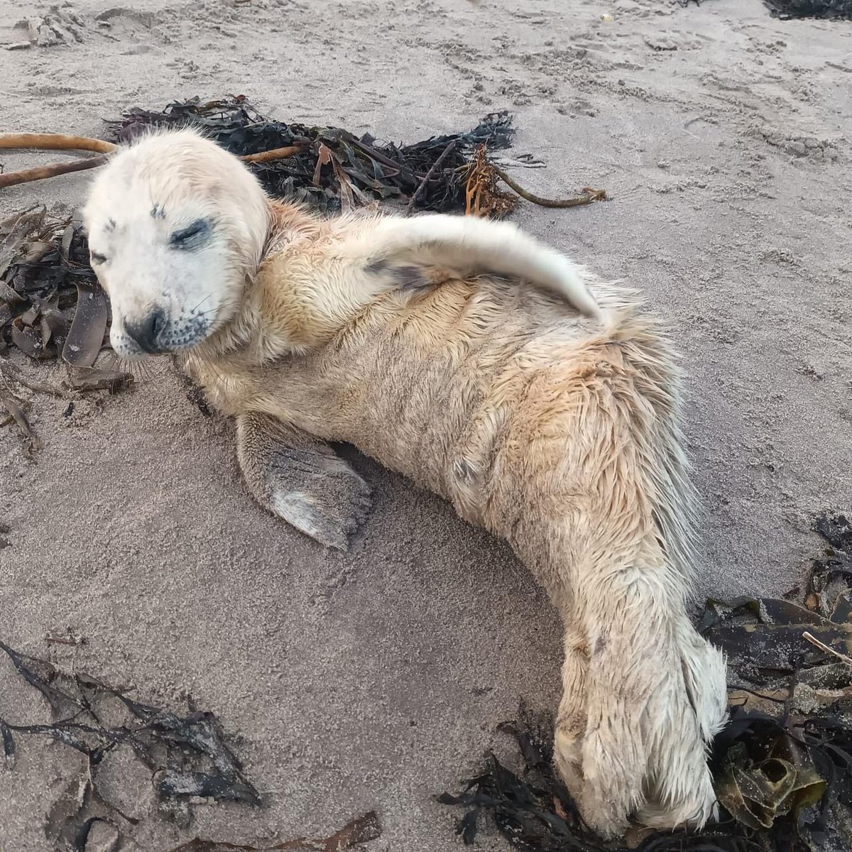This tiny orphaned grey seal pup was uplifted from a beach in Berwick Currently resting at the vets and heading to @hessilhead until a healthy weight for release. If you find a seal pup please do NOT put it into the frigid North Sea, please call @BDMLR with @what3words