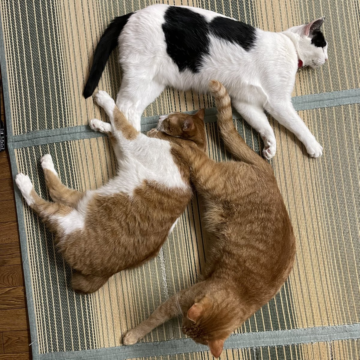 GJ1925's tweet photo. “RECYCLING MARK”
・
#猫 #cat https://t.co/4gRlkYXpv8