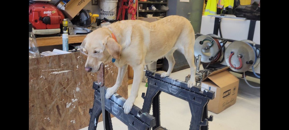 Saw Horse? #dogs #labradorretriever #CanYouFeelIt #dogsrule 
youtu.be/sWIbj7okoIM?si…
