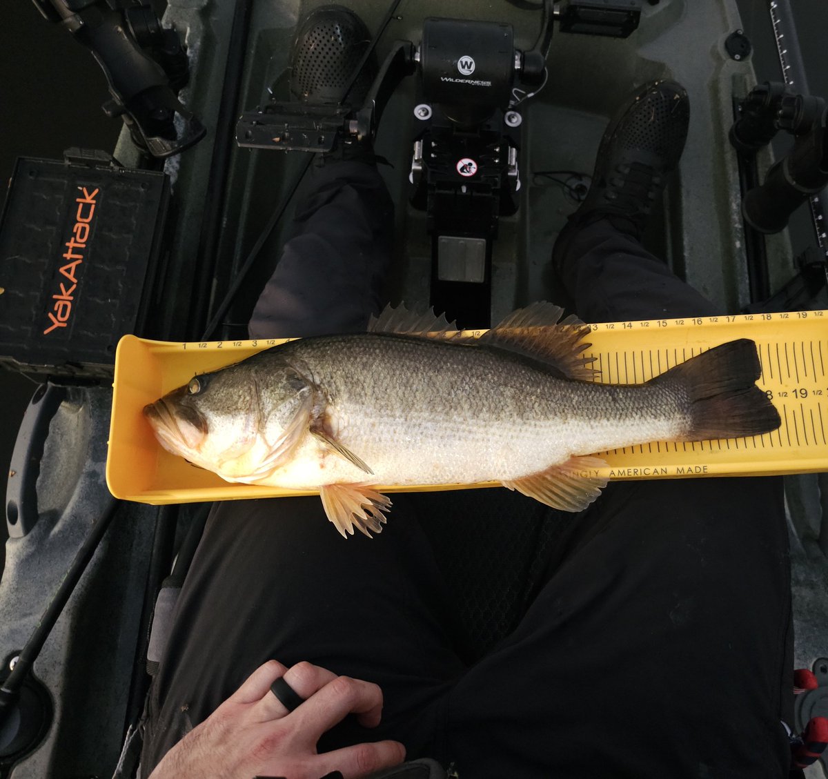 NicholasBeltr17's tweet photo. Tackled Lake Okeechobee and had a productive morning which then led to no bites but this was the biggest of the day 👌 waters cooling for sure!
#kayakfishing #ketchoutdoors #yakattackfishing #largmouthbass #kayakbassfishing #lakeokeechobee https://t.co/KjYPZkWQ7V