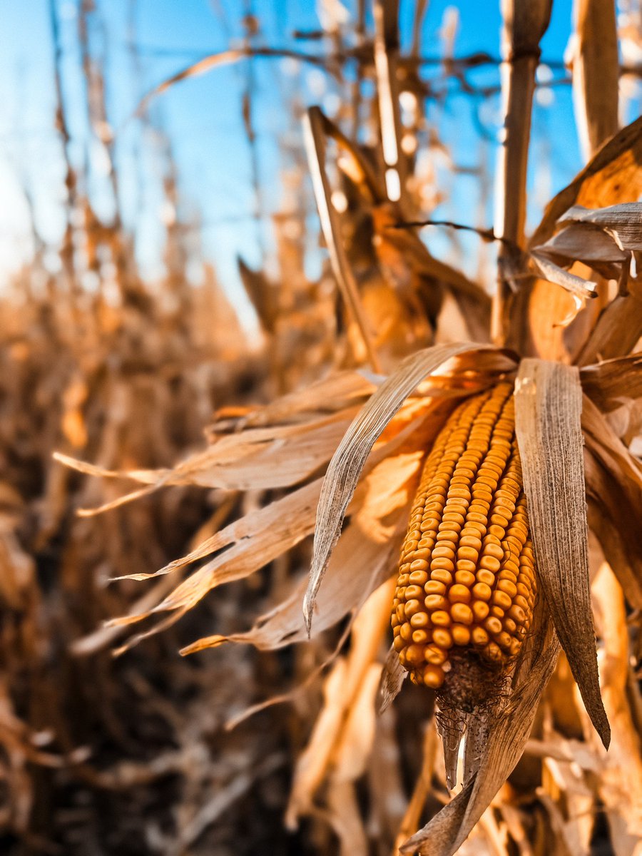 yieldBee's tweet image. Last plot of the year came out this evening.
Wasn’t sure this plot would happen w/ the big rain delay in May, but a customer who is also a seed “competitor” stepped up to help so I could have local data &amp;amp; views on new hybrids.

@channelseed #seedsmanshipatwork #placedtoperform