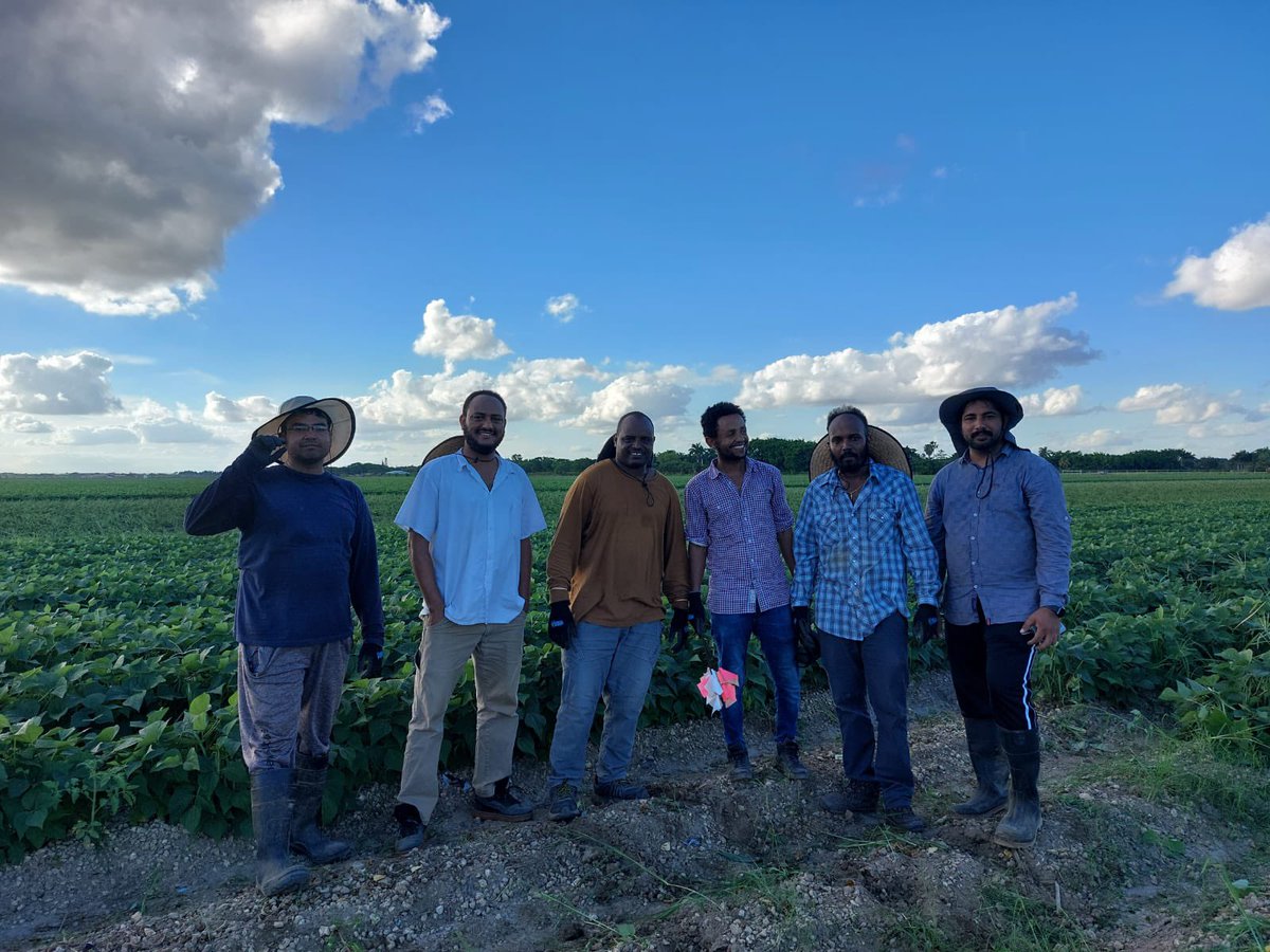Niguss Solomon (@solomonniguss) on Twitter photo Harvesting beans from State wide phosphorus rate optimisation study at grower field with lab members <a href="/haimwater/">Haimanote Bayabil</a> <a href="/UF_ABE/">UF/IFAS Agricultural and Biological Engineering</a> <a href="/UFTropical/">UF IFAS Tropical Research and Education Center</a> Harvesting beans from State wide phosphorus rate optimisation study at grower field with lab members <a href="/haimwater/">Haimanote Bayabil</a> <a href="/UF_ABE/">UF/IFAS Agricultural and Biological Engineering</a> <a href="/UFTropical/">UF IFAS Tropical Research and Education Center</a>