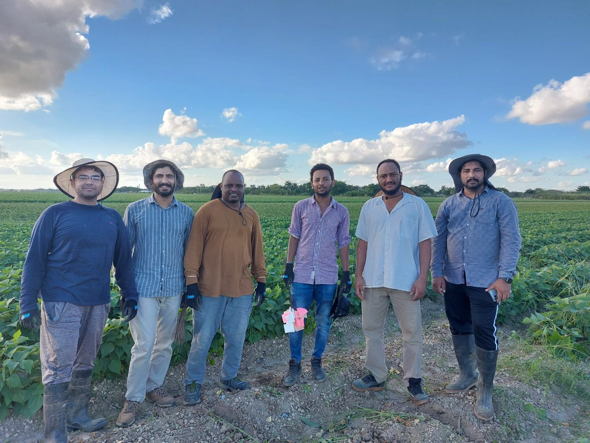 SolomonNiguss's tweet photo. Harvesting beans from State wide phosphorus rate optimisation study at grower field with lab members @haimwater @UF_ABE @UFTropical https://t.co/Kf4Wtq7Bea