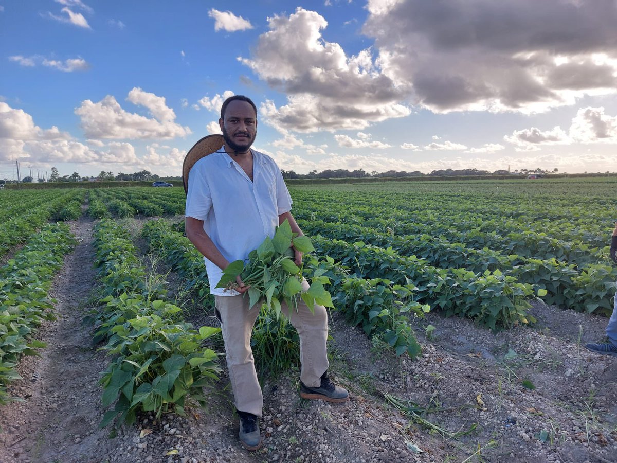 SolomonNiguss's tweet photo. Harvesting beans from State wide phosphorus rate optimisation study at grower field with lab members @haimwater @UF_ABE @UFTropical https://t.co/Kf4Wtq7Bea