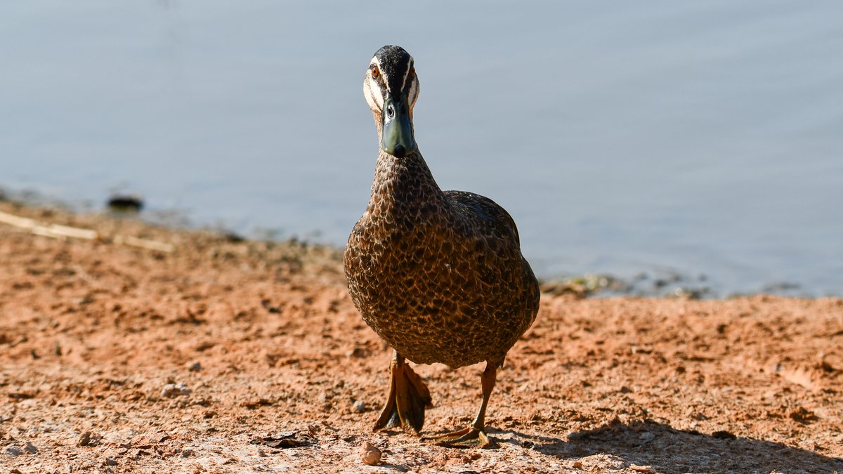 “You there! Got any food?” #duck