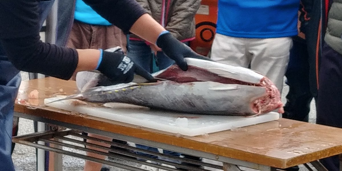 yoko_8008's tweet photo. 今日は(も)小田原市内。
江之浦で🤿
魚の群れ、
マグロ解体ショー、
素晴らしかったです😊
@dolphineyes_ds
#ダイビング
#小田原ダイビング
#ドルフィンアイズ
#神奈川ダイビング
#神奈川ダイビングショップ
#ダイビングスクール
#ダイビング免許
#IamSSI
#divessi
#MySSI
#ダイビングが上手くなりたい https://t.co/Zd8rTM7y3L