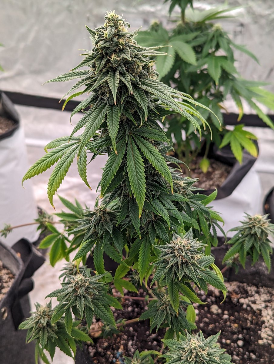 Mystery Bean 2 from <a href="/The_BBCompany/">The Burning Bush Company</a> 💚🌱