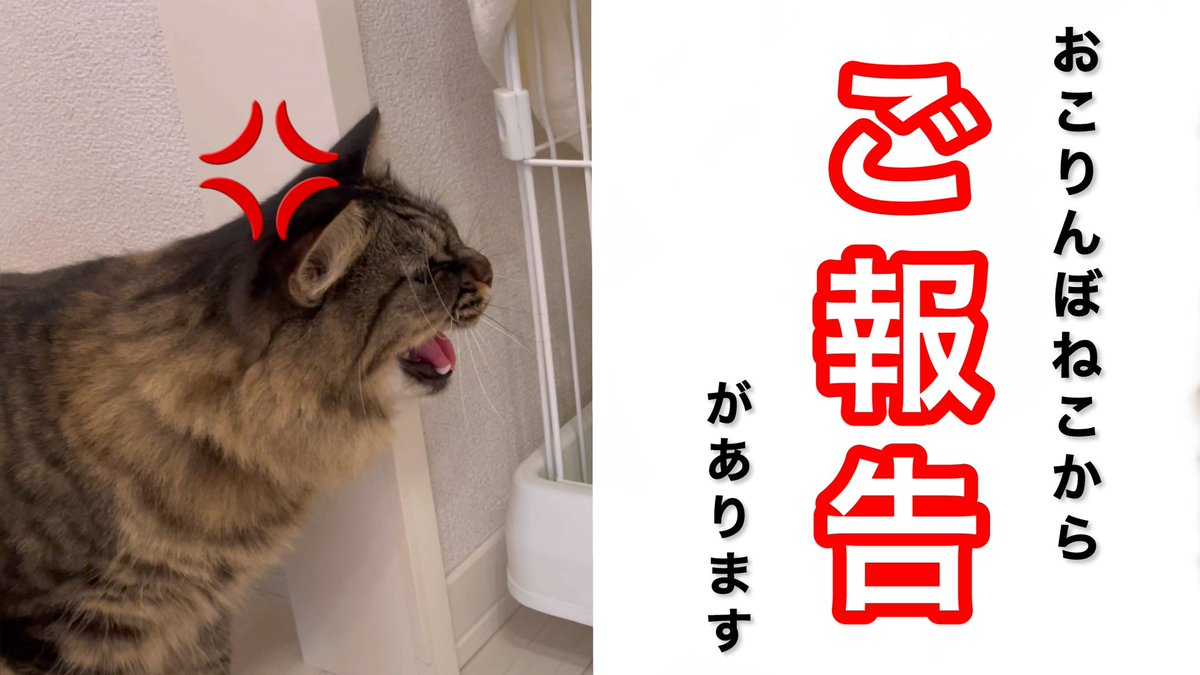 suama_meow's tweet photo. 【ご報告】おこりんぼねこが激オコでお届けします https://t.co/yMJEV4nIOX @YouTubeJapan https://t.co/7hu6QFmiyA