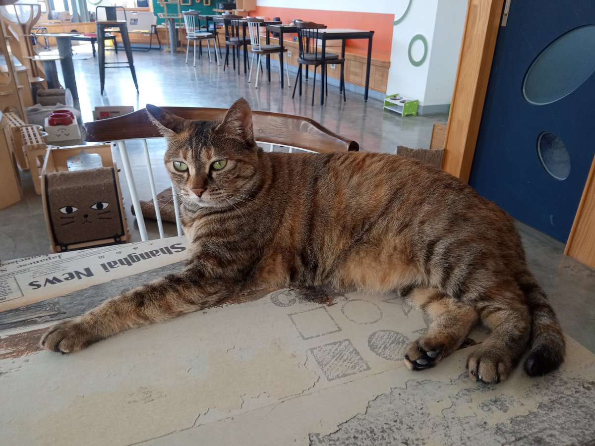 고양이털 알레르기가 있어도 약을 먹고 주사를 맞더라도 냥카페는 간다!
#고양이 #냥카페 #냥이 #알레르기 #고양이카페 #개냥이 #길냥이