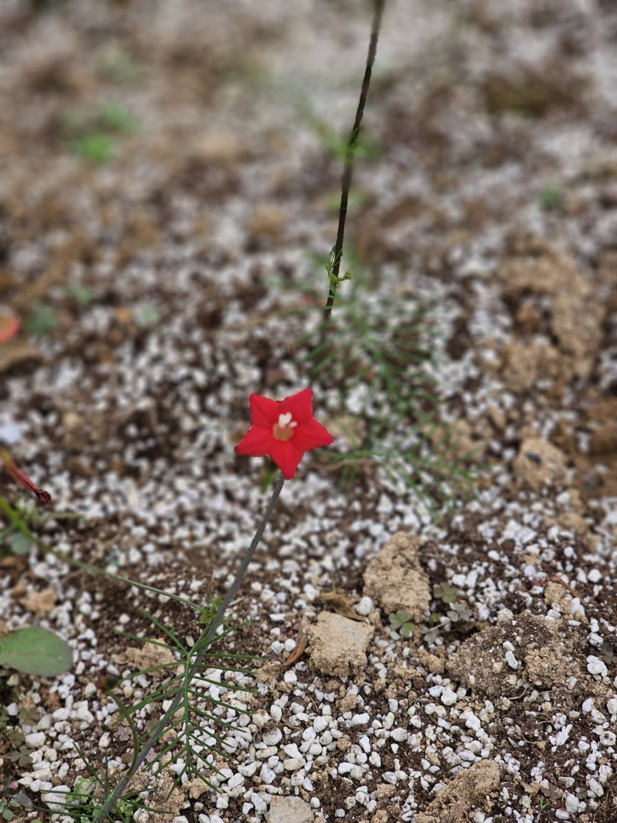 유홍초

꽃말은 항상 사랑스러운

그러고보니 사랑스럽게 생겼네요.