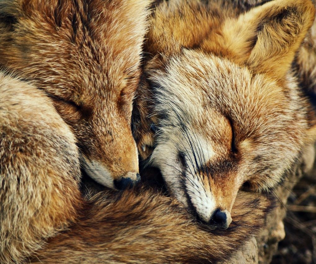 FopsHourly's tweet photo. [🔗](https://t.co/qjRsGWWDFc) https://t.co/7j9nkdjmdv