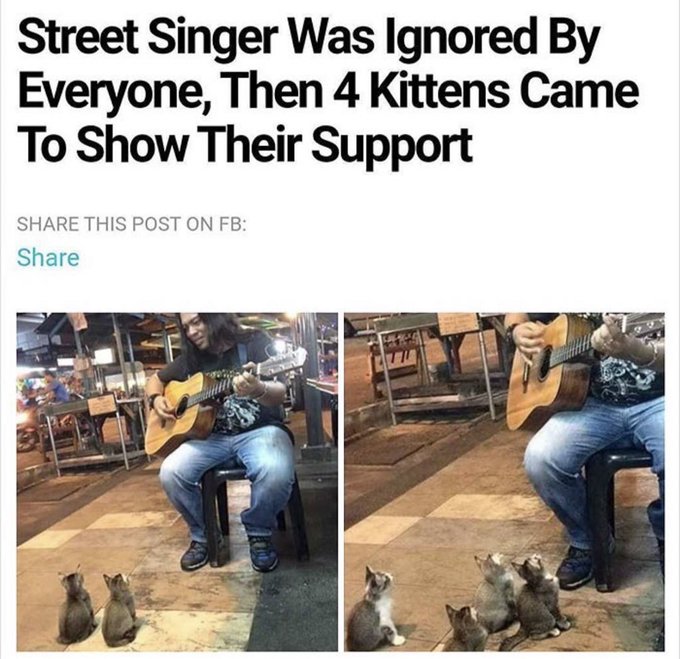 Why you should have a cat (@shouldhavecat) on Twitter photo 