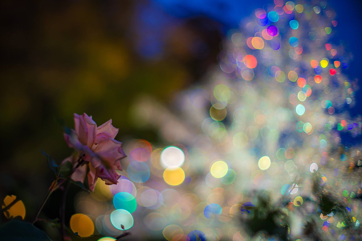 bori_chan's tweet photo. ガラスのクリスマスツリー✨
#ガラスの森美術館
#SONY #a7CII
#TTartisan #tilt50
#FUJIFILM #XE4
#SIGMA #1018 #ProsoftonClear
https://t.co/8OrLPYQBBV https://t.co/yPuy7ssVLp