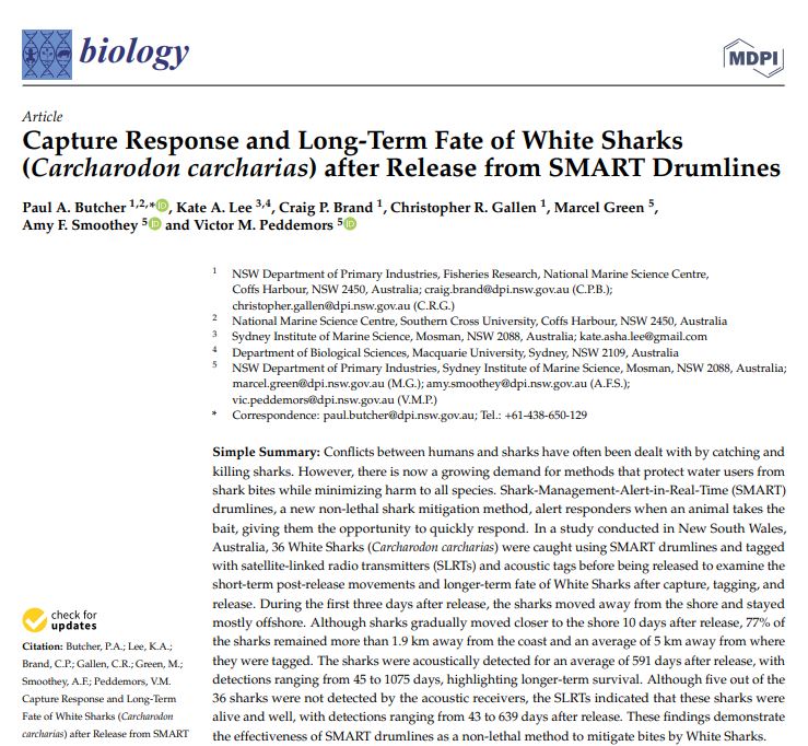 🚨 𝗡𝗘𝗪 𝗣𝗔𝗣𝗘𝗥 🚨

New #sharkscience lead by <a href="/Paul_A_Butcher/">Paul Butcher</a> 👇

Researchers examined the short-term post-release movements &amp; longer-term fate of #whitesharks after capture, #tagging, &amp; release from #SMART drumlines in NSW.

Full paper here ➡️ doi.org/10.3390/biolog…