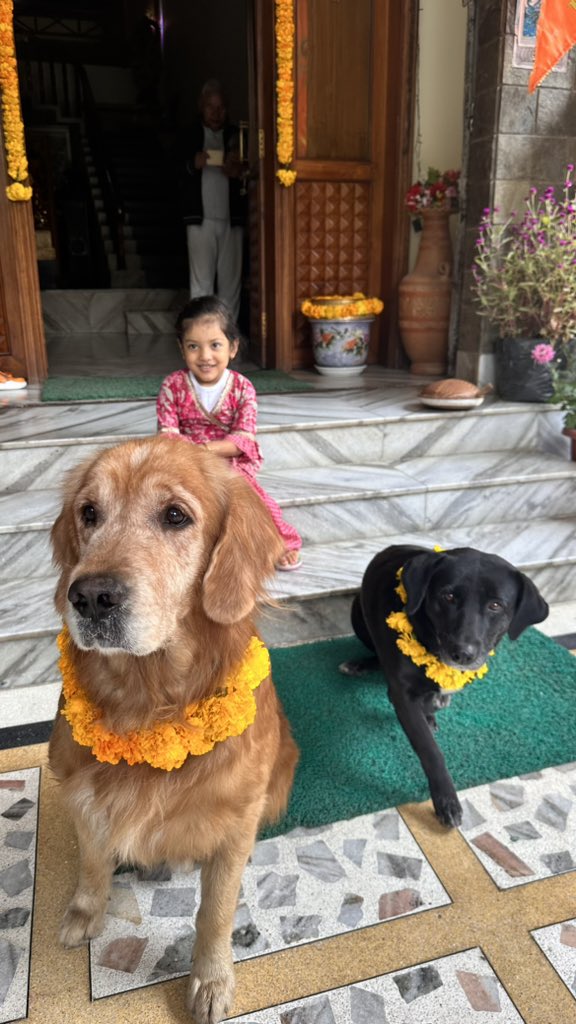 prernachettri's tweet image. Kukur Tihar!!!
Where dogs are worshipped on one of the days during Diwali.