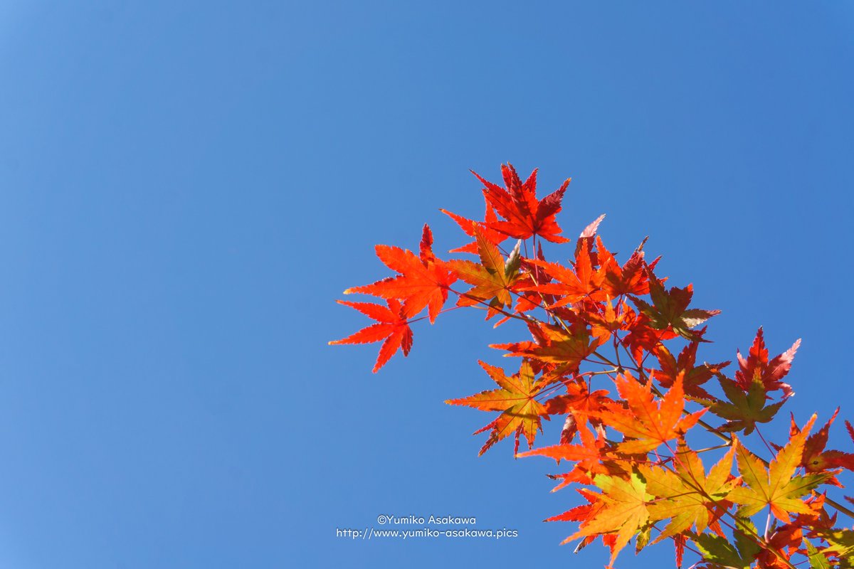 秋色
樹々が秋の色に…

#紅葉 #秋色 #もみじ #秋 #autumn #fall #autumnleaf #autumn2023 #nature #naturephotography