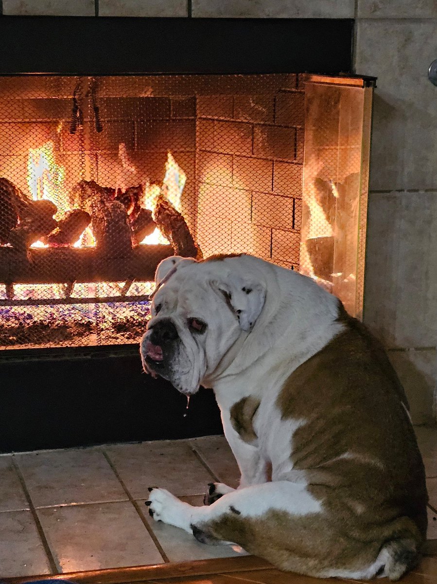 My old man loves a nice warm fire. He's my ESA, emotional support animal. 12 years old next month. Happy Veterans Day, brothers and sisters 🇺🇸 ❤️ 🙏 

#VeteransDay #PTSD #EnglishBulldog #UFC295 #Veteran #MilitaryCityUSA #SanAntonio