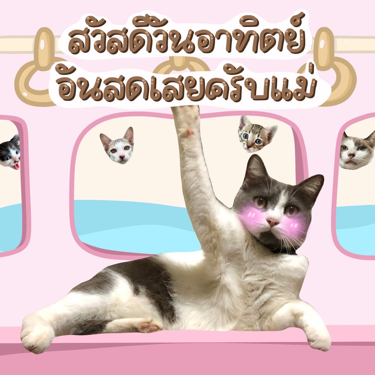 หน่วยกิตแมววัว tweet media