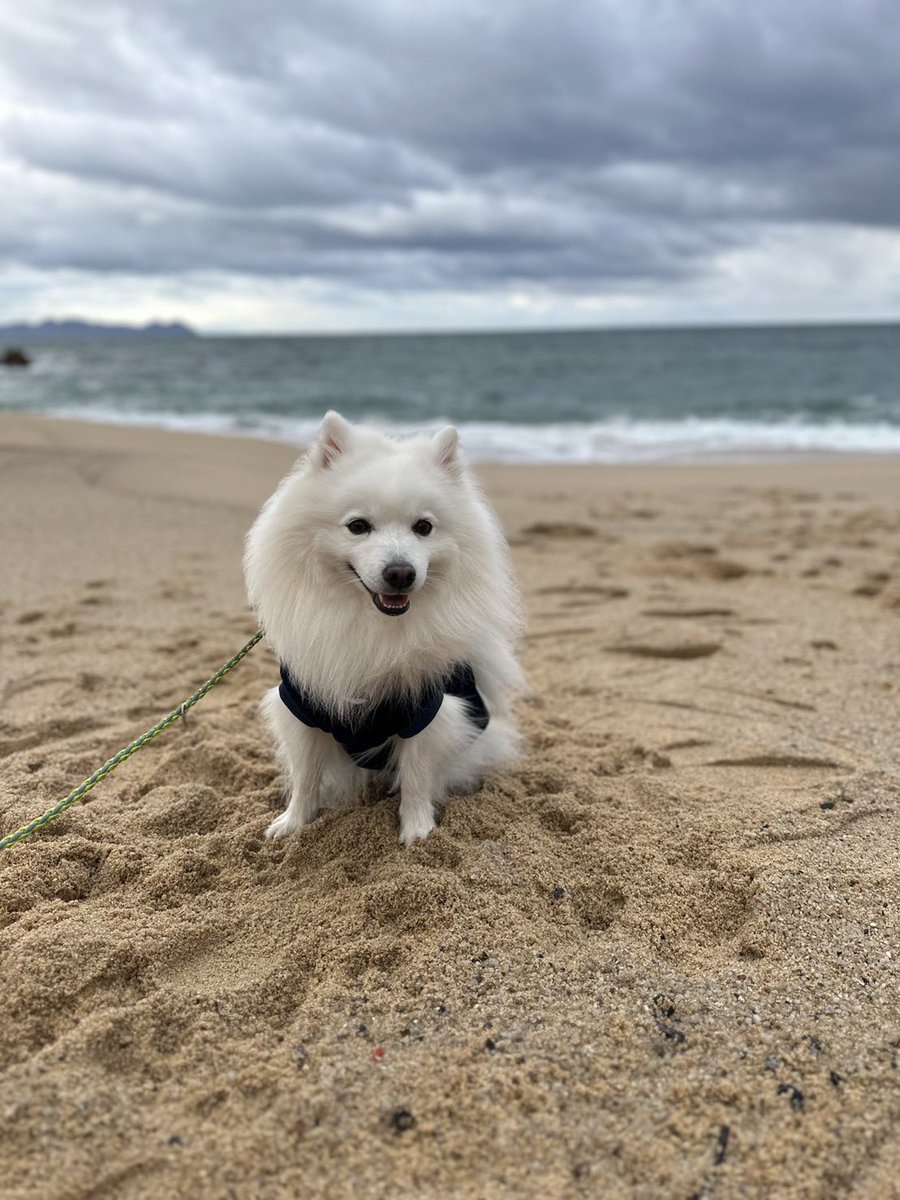 moenami0512's tweet photo. 僕達初海^ - ^福井県の水晶浜に行って来たよ^ - ^波を怖がら無かったのはTETOだけだったよ(＞＜) https://t.co/7D4MrvrwJo
