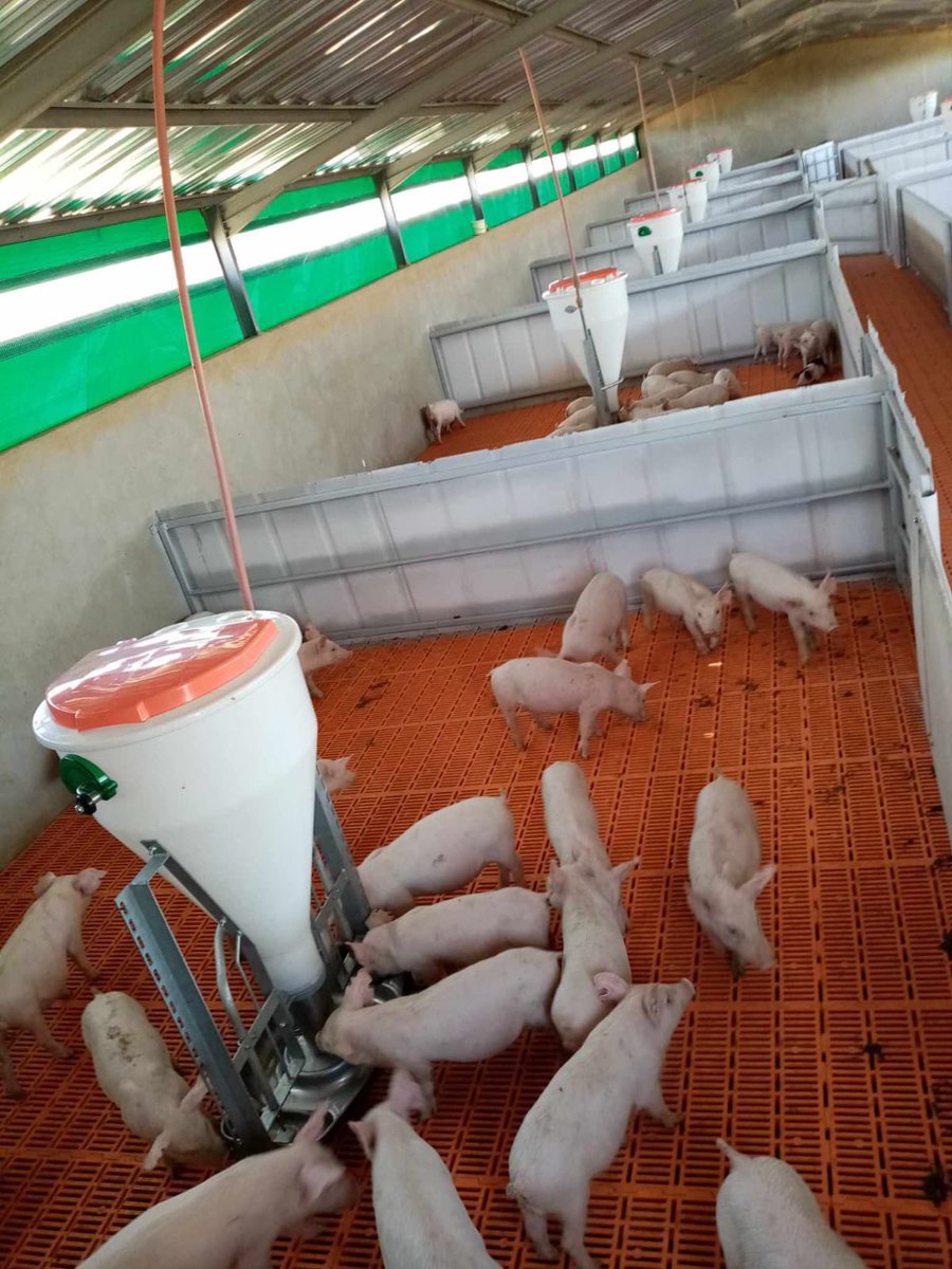 Agric_young's tweet photo. My name is Rendani Mmeregi Carlinsky. I am a pig farmer and the founder of Temaretha Piggery Projects, located in Langzeekoegat Nigel Gauteng. My farm is 263 hectares. I started #piggery #farming in 2010 with only 5 sows &amp; 1 boar. I also train upcoming pig #farmers.
☎️0659701375 https://t.co/u24xByS6UV