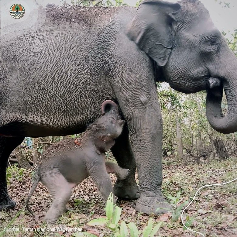 Gajah betina bernama Riska melahirkan anaknya yang kedua #SobatHijau.

Riska melahirkan anak berjenis kelamin jantan pada hari Sabtu, 11 November 2023 di Taman Nasional Way Kambas, tepatnya di ERU/KHS Bungur SPTN Wilayah II. 

#KLHK #gajah #konservasi