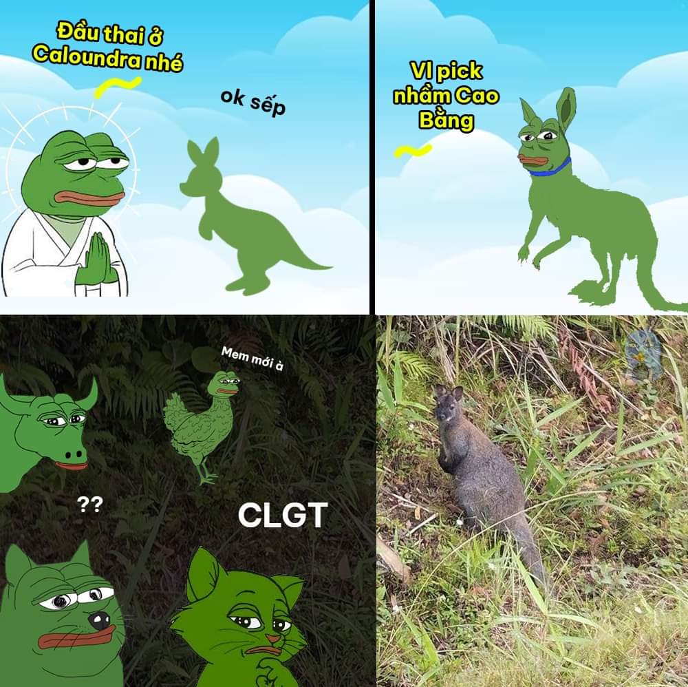 Truongl20814868's tweet photo. Chuottui meme coin chuẩn bị up trend 🤣🤣
#nghi #sidra https://t.co/r3KRyfMJpZ