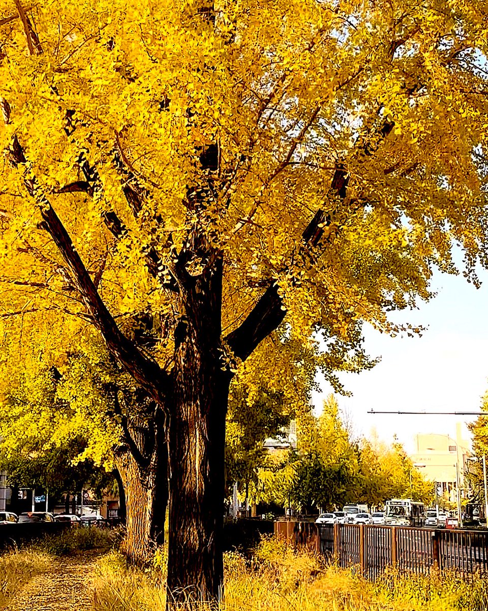 kyoto1986's tweet image. 堀川通りの銀杏
🍂💛🍂💛🍂💛🍂
#京都
#堀川通り
#銀杏