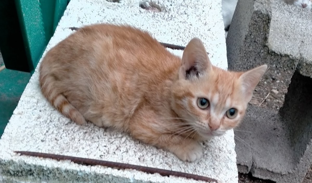 #Adopcio Sols difonc. Gatet de casi tres mesos. #Balaguer #Lleida  Molt sociable. Viu a una colònia. Ara arribarà el fred i això li pot passar factura. Contacte ☎️ 646-689901 Es donarà testat i doble desparasitat. #XarxaCatalunyaAdopcions #XarxaBarcelonaAdopcions #FemXarxa