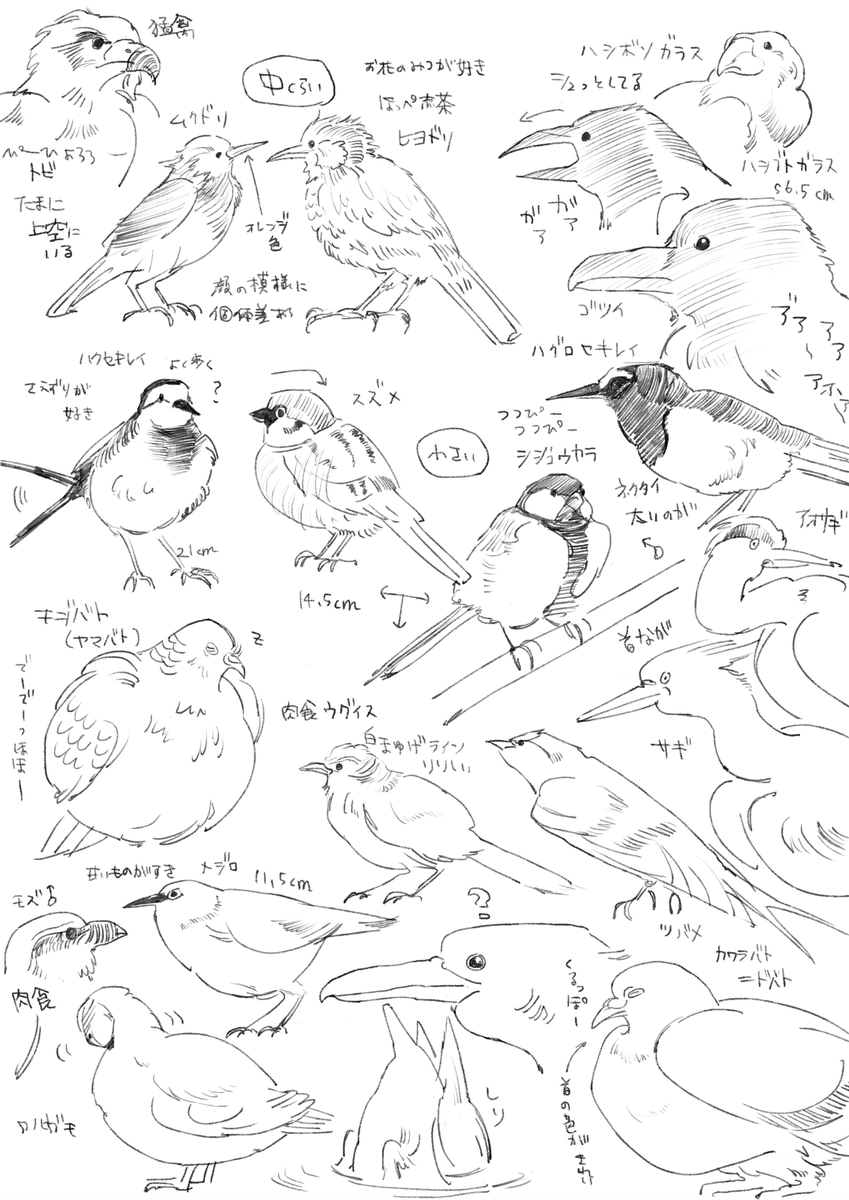 突然のよく見る鳥などのメモ 
