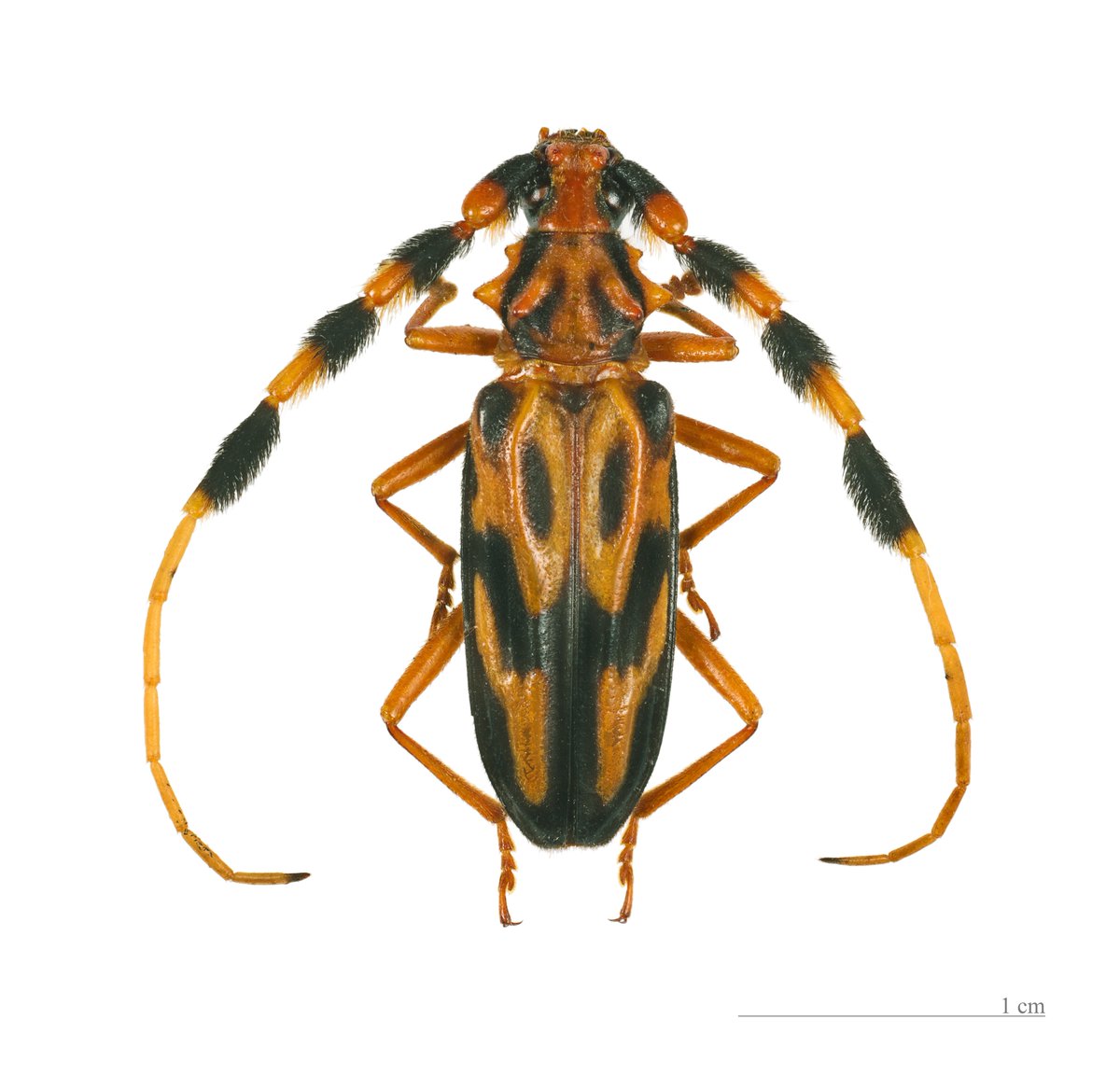 Thank you for the fun #Science Deep Dive Saturday! We discussed fishhook ants and long horn asian beetles--behavior, epigenetics, invasiveness and more! Thank you @tba_listenhear @AstroCanuck @itsjimmyb93 @Kaylar_SoG for the raids! We passed the love to @Finamenon!
