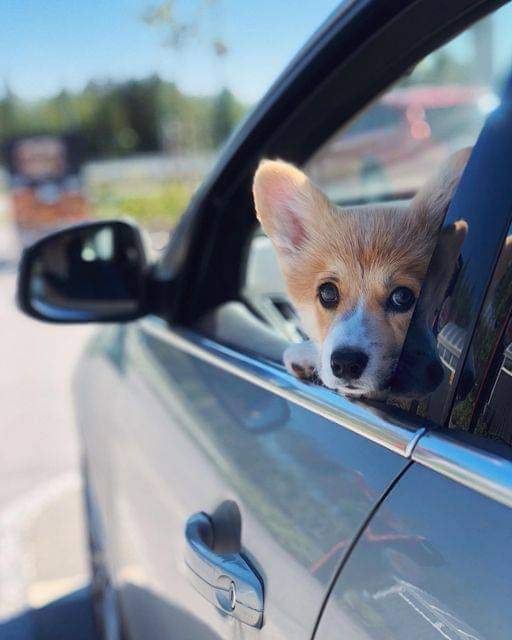 CorgiArenaWorld's tweet image. Say Bye 🖐️