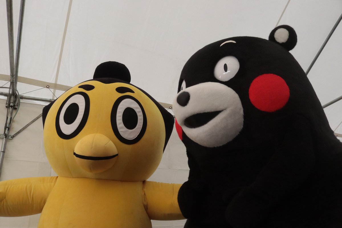 初日の様子＞ くまモンが応援に来てくれました！ #sumo #相撲 #十一月