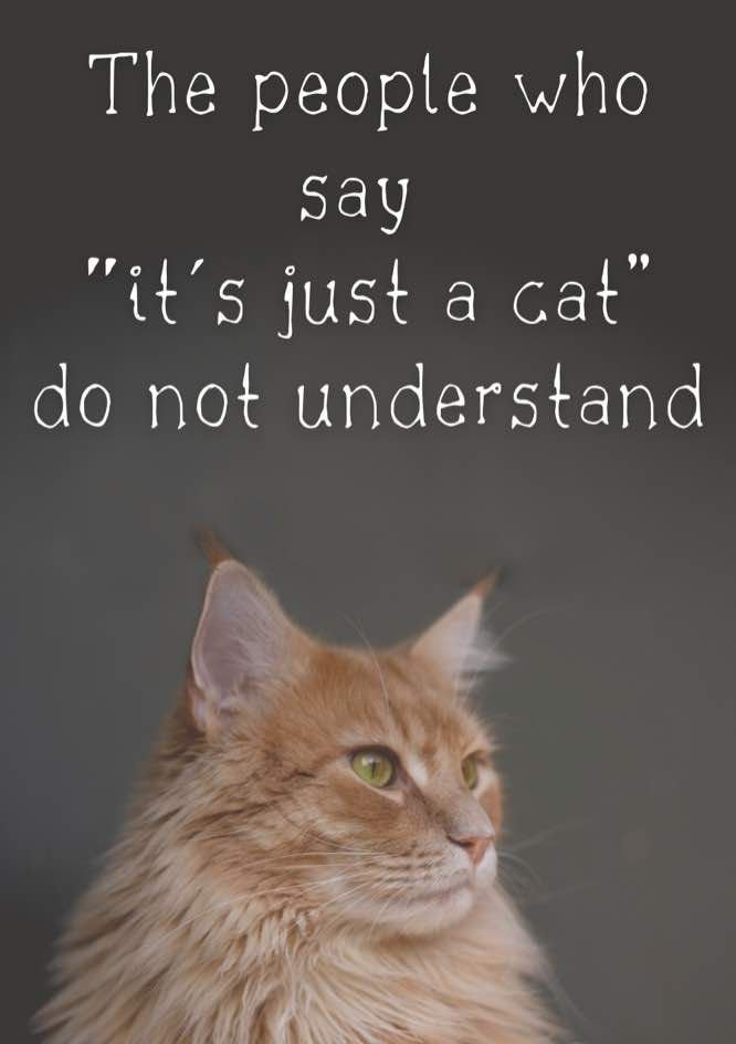 ReeseKitty's tweet photo. 😸🐭💖😸🐭💖😸🐭💖😸🐭💖😸🐭💖
                                      #sundayvibes 
😸🐭💖😸🐭💖😸🐭💖😸🐭💖😸🐭💖 https://t.co/TBWy8xANlk