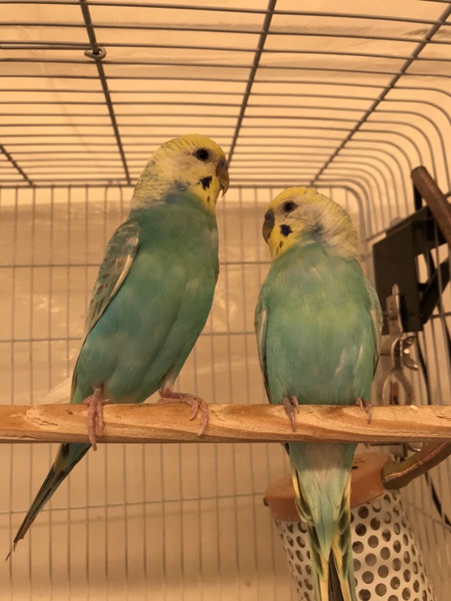 marukane_'s tweet photo. 本日も営業中です😊

好評にて
ネザーランドドワーフラビット（オレンジカラー）、セキセイインコ若親雄、入荷しました。いずれも体調良好です！

御来店お待ちしてます😊 https://t.co/WL9XI43c4t