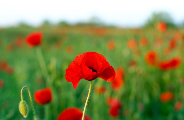 Bromyard SNT tweet media