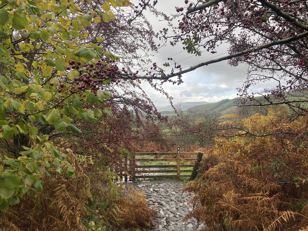 Good morning everyone wishing you a lovely day 😀well worth the muddy path to see flocks of fabulous Fieldfares feasting on the heavy laden Hawthorns at Castleton this week 💚