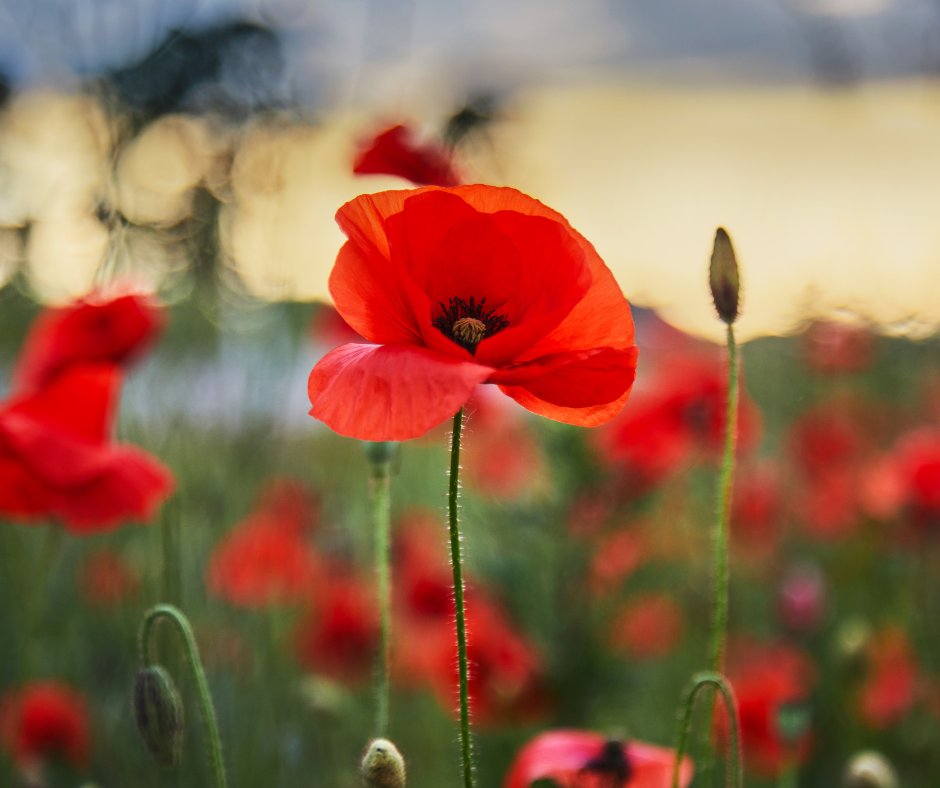 On this Remembrance Sunday, we pay our respects to those who have sacrificed their lives for our country. 

 We remember and honour their bravery and selflessness. 

 Their sacrifice and service will never be forgotten.

orlo.uk/gVzTh