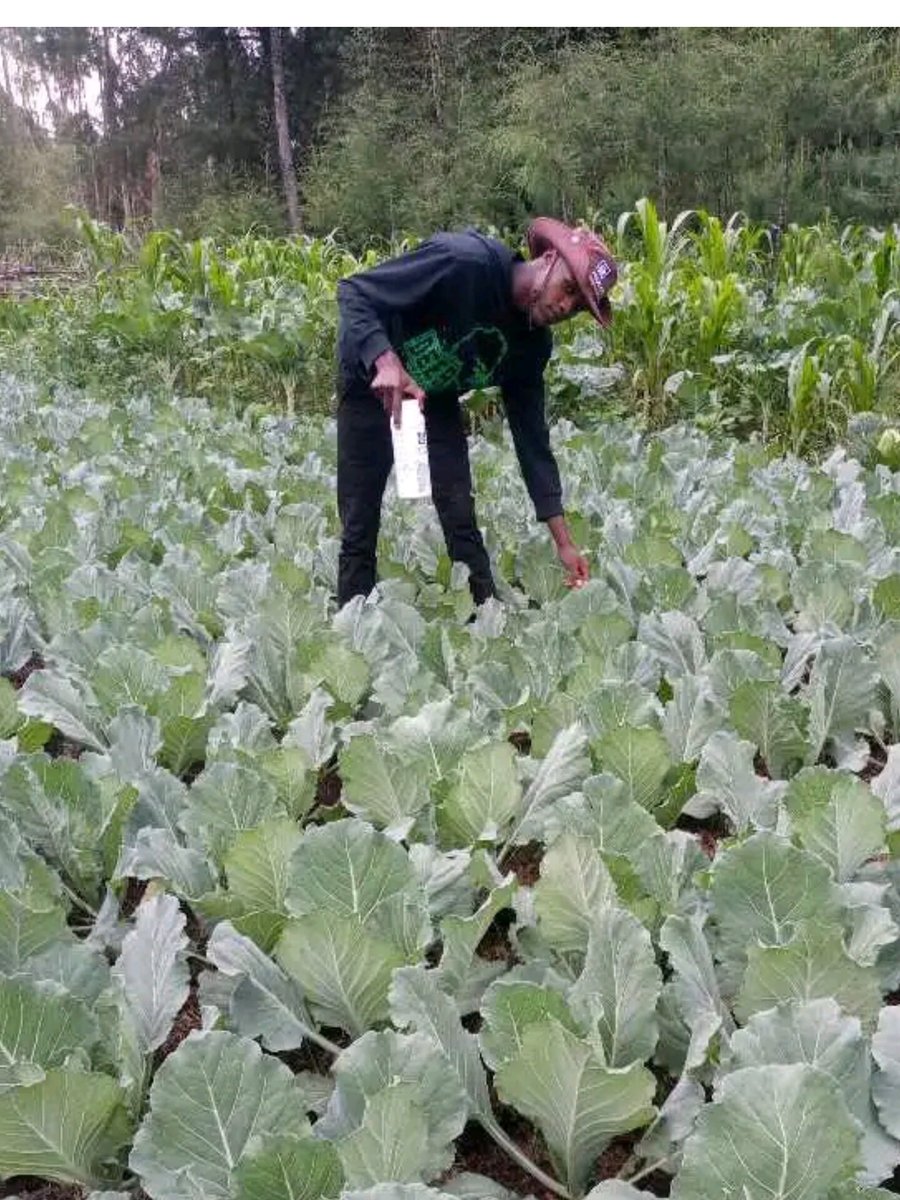 ENOCKBE12812162's tweet photo. Are you a farmer out there who have been frustrated and about to quit farming due to several challenges such as:
  ✓ Stranded grows✓ Wilting  ✓ Yellowish leaves ✓  Slow growth ✓non uniform maturity
Yara Kenya is here with your ever thought of solutions.Try out YaraVita . https://t.co/5k82hDN1hZ