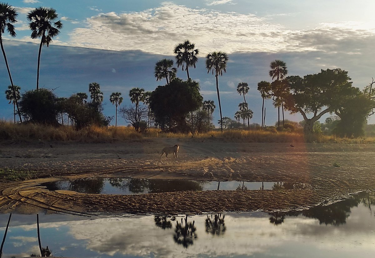 eva_lauma's tweet photo. #Beautiful #morning in #RuahaNationalpark https://t.co/oyY8hoaC4j