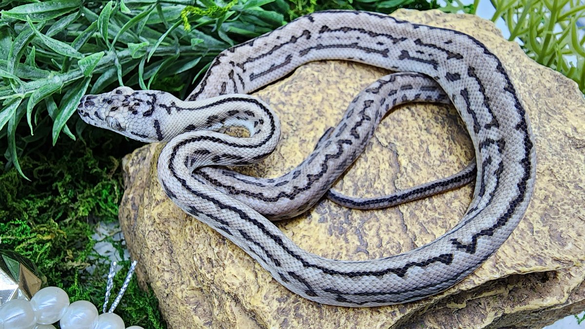 CarpetSP777's tweet image. 阪神タイガースAREセール第二段は
アザンゼブラジャガー1匹のみ
¥1◯◯,◯◯◯🐍
◯の中はご想像にお任せです😋
お値段等、お気軽にお問い合わせ下さい♡
#carpetpython
#カーペットパイソン